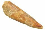 Fossil Pterosaur (Siroccopteryx) Tooth - Morocco #297944-1